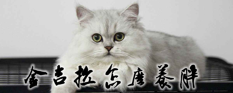 金吉拉怎么養胖