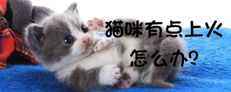 貓咪有點上火怎么辦