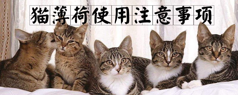 貓薄荷使用注意事項(xiàng)