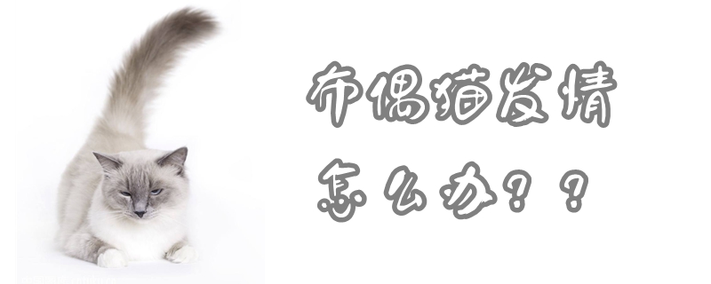 布偶貓發(fā)情怎么辦