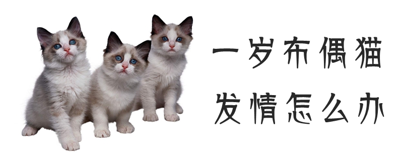一歲布偶貓發情怎么辦