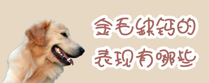 金毛缺鈣的表現有哪些