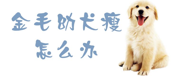 金毛幼犬瘦怎么辦1