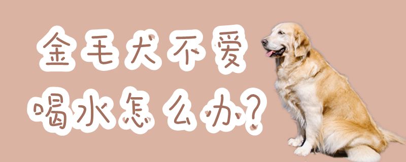金毛犬不愛喝水怎么辦