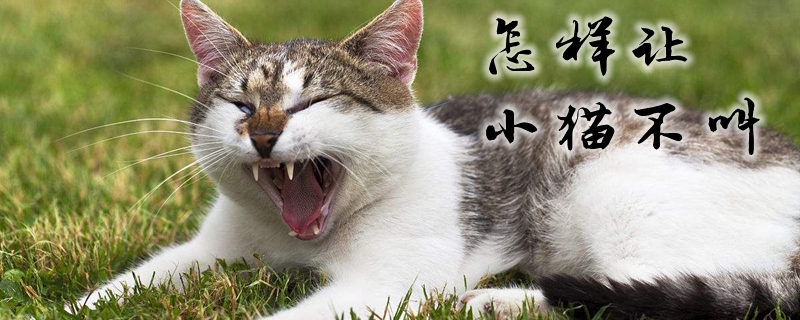怎樣讓小貓不叫