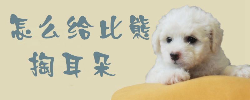 怎么給比熊掏耳朵1