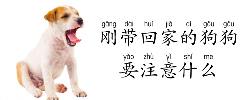 剛帶回家的狗狗要注意什么