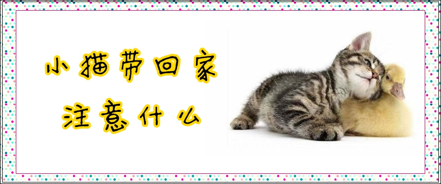 小貓帶回家注意什么