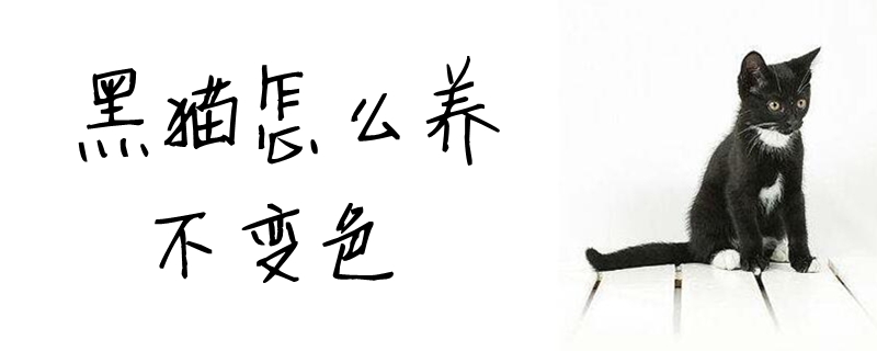 黑貓?jiān)趺答B(yǎng)不變色