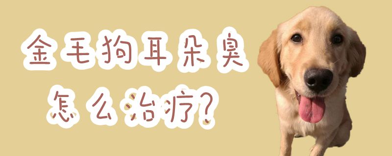 金毛狗耳朵臭怎么治療