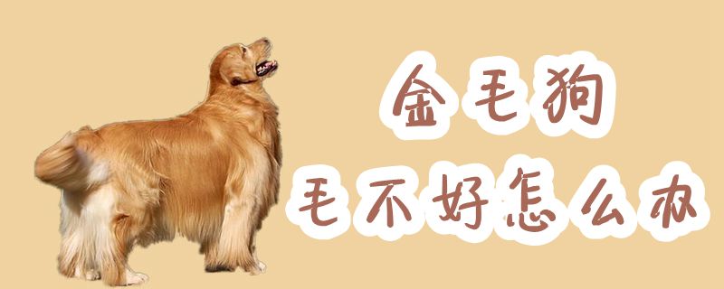 金毛狗毛不好怎么辦