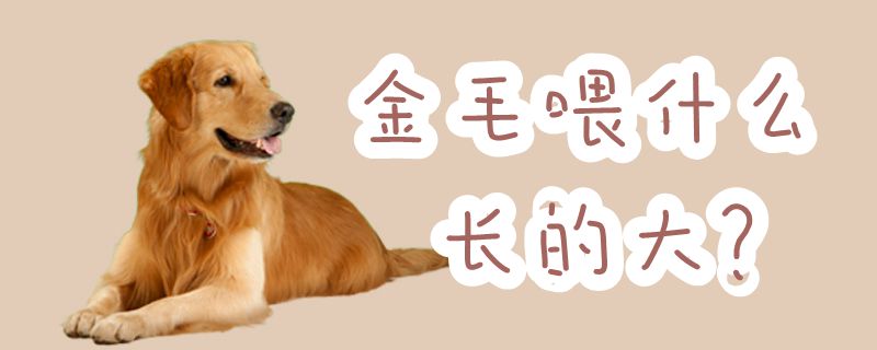 金毛喂什么長(zhǎng)的大
