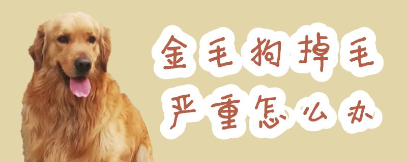 金毛狗掉毛嚴(yán)重怎么辦
