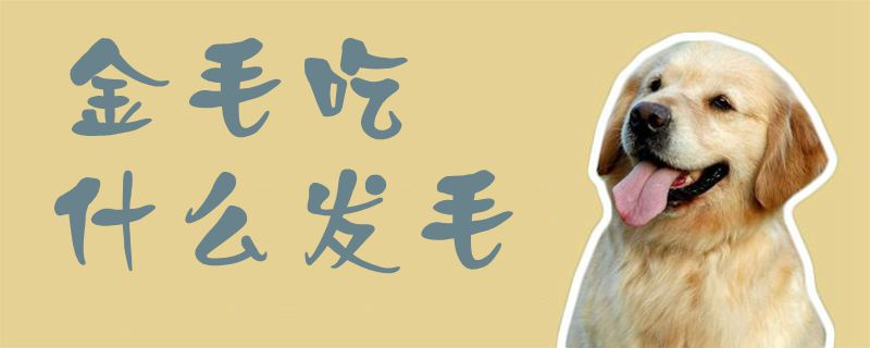 金毛吃什么發毛1