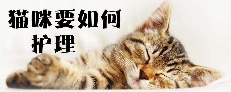 貓咪要如何護理