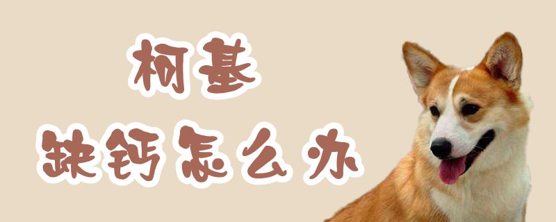 柯基缺鈣怎么辦