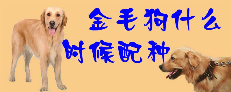 金毛狗什么時候配種1
