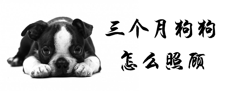 三個月狗狗怎么照顧