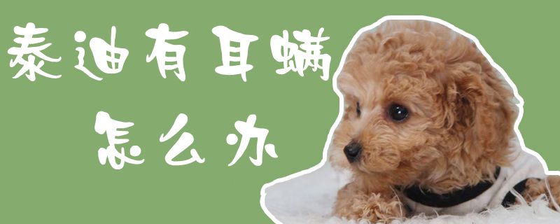 泰迪有耳螨怎么辦1
