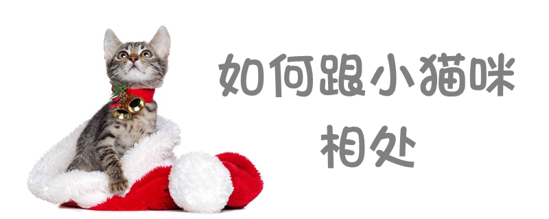 如何跟小貓咪相處