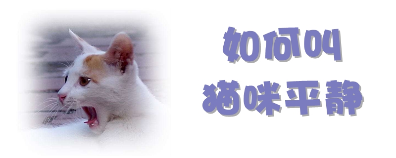 如何叫貓咪平靜