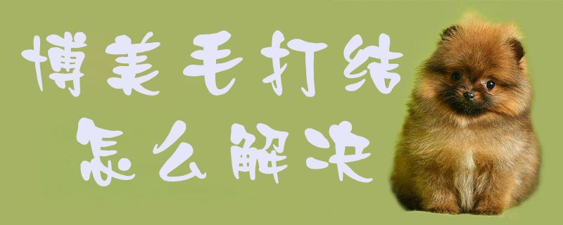 博美毛打結(jié)怎么解決1