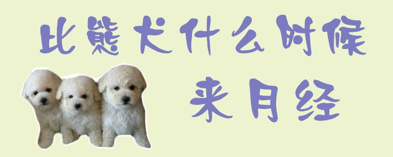 比熊犬什么時候來月經1