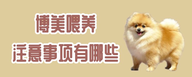 博美喂養注意事項有哪些