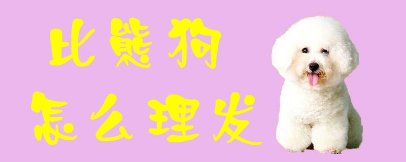 比熊狗怎么理發(fā)1
