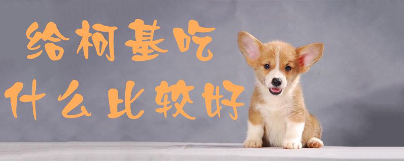 給柯基吃什么比較好1