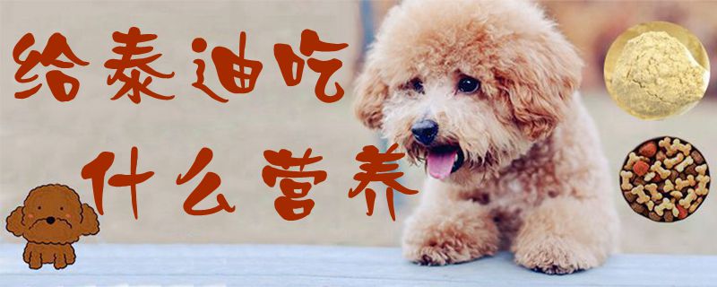 給泰迪吃什么營養1