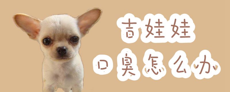 吉娃娃口臭怎么辦