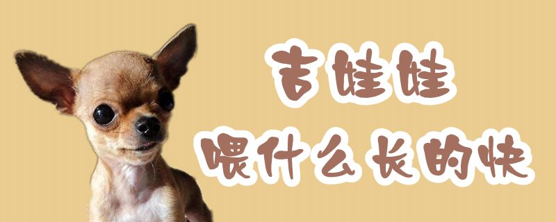 吉娃娃喂什么長的快