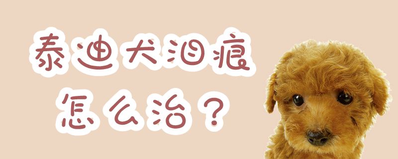 泰迪犬淚痕怎么治