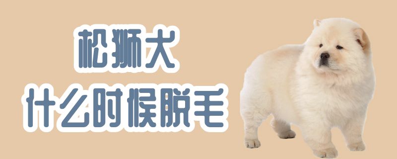 松獅犬什么時候脫毛
