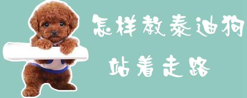 怎樣教泰迪狗站著走路1