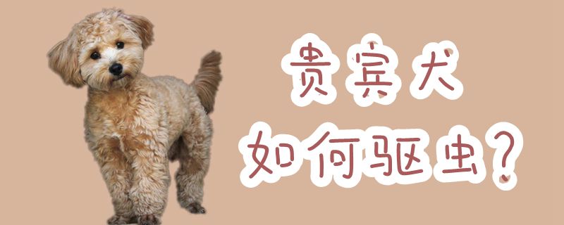 貴賓犬如何驅蟲