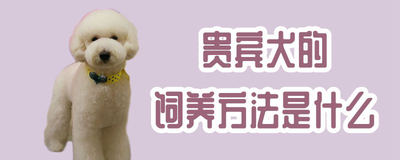 貴賓犬的飼養方法是什么