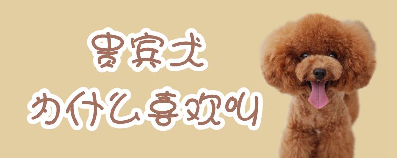 貴賓犬為什么喜歡叫
