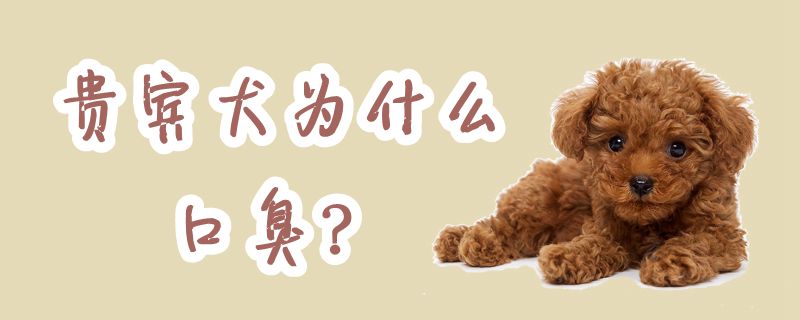 貴賓犬為什么口臭