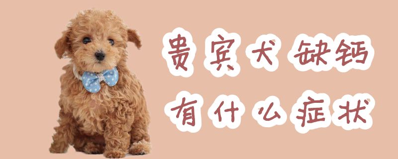 貴賓犬缺鈣有什么癥狀