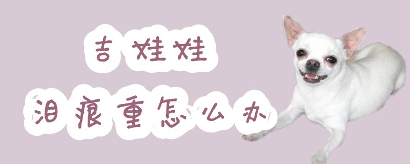 吉娃娃淚痕重怎么辦