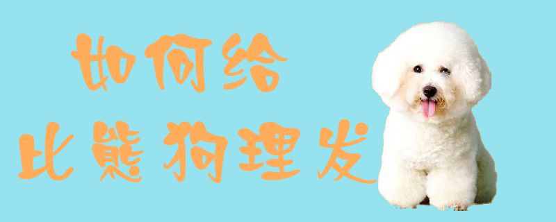 如何給比熊狗理發1