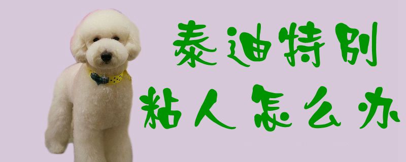 泰迪特別粘人怎么辦1