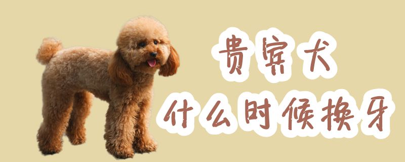 貴賓犬什么時候換牙