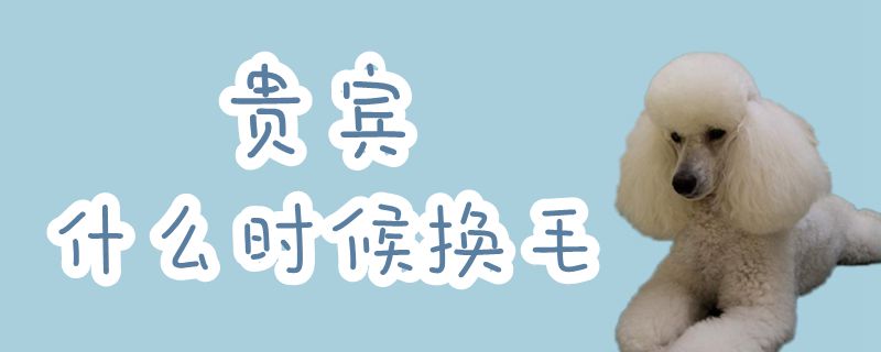 貴賓什么時(shí)候換毛