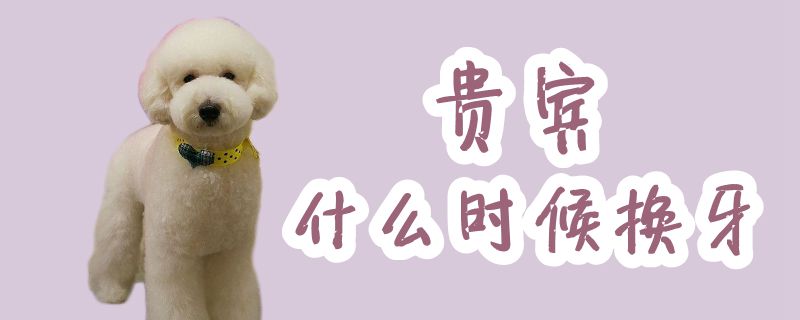 貴賓什么時候換牙