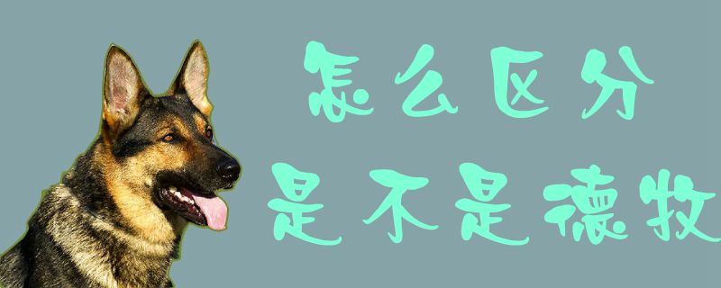 怎么區(qū)分是不是德牧1