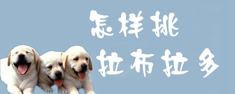 怎樣挑拉布拉多1