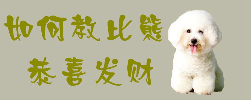 如何教比熊恭喜發財1